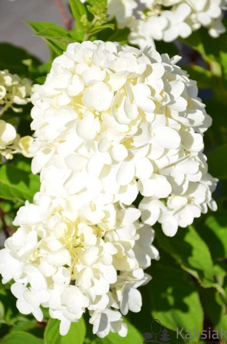 Hydrangea Paniculata LIVING SUMMER SNOW LCNO5 Hortensja Bukietowa