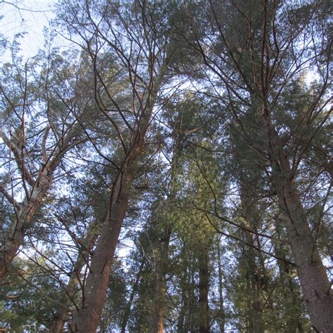 Pine Trees Pratt Nature Center