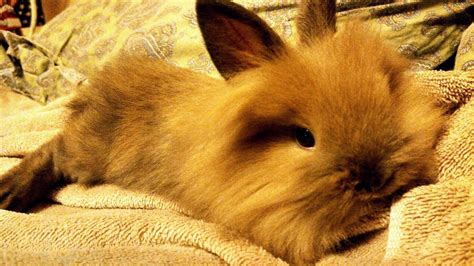 Lionhead Baby Bunnies For Sale In Ct Usa Rabbit Breeders