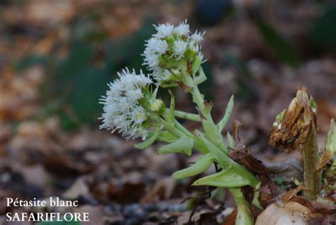 Petasites Alba L Herbier Des Volcans