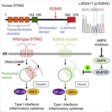 Pro Inflammation Associated With A Gain Of Function Mutation R284S In