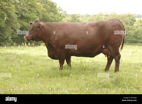 Cattle Sussex Sussex Cattle Beef Bull Bulls Calves Cows Cattle Cow Cows