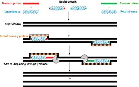 Figure 1 From Recombinase Polymerase Amplification As A Promising Tool