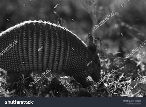 654 Armadillo Texture Images, Stock Photos & Vectors | Shutterstock