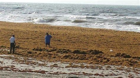 Galveston Seaweed Amount Hits Record High The Battalion