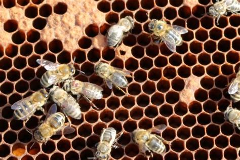 New research sheds light on deformed wing virus, a threat to honey bees ...