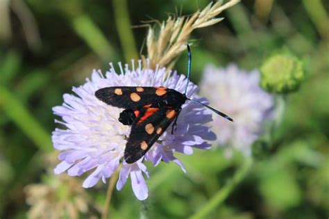 Zygaena Ephialtes