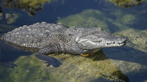 Crocodile attacks small dog at Florida beach | wtsp.com