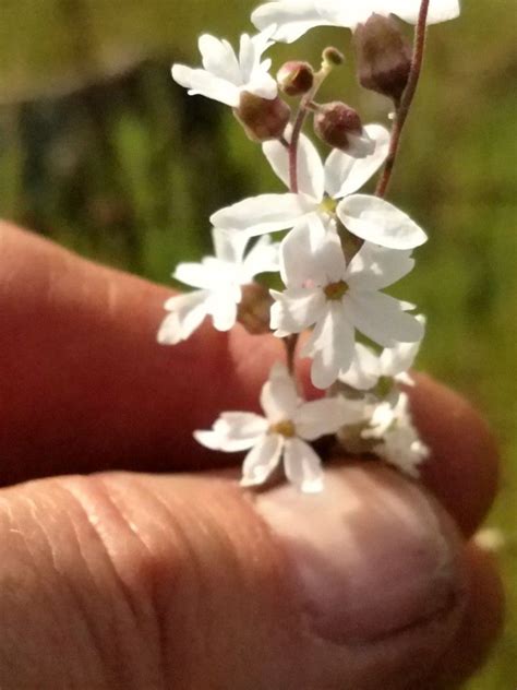 Lithophragma Bolanderi Calflora