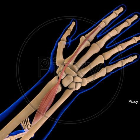 Extensor Indicis Muscle