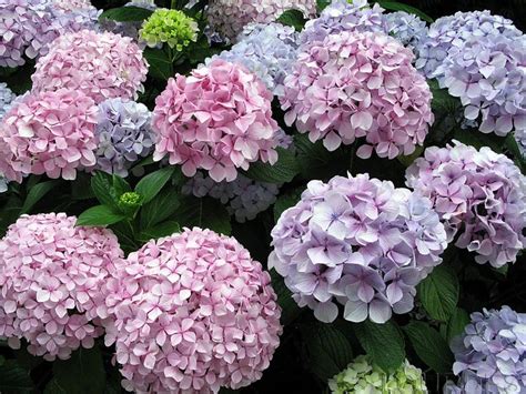 Las Flores: flores tipicas de colombia | Hortensias trepadoras, Flores ...