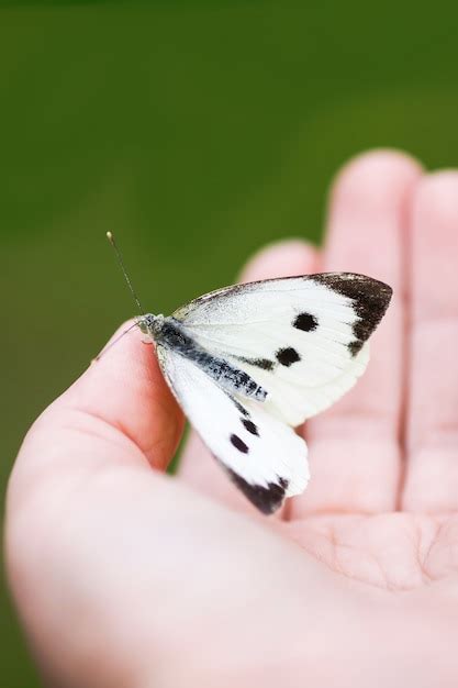 Mariposa De Repollo Blanco Grande O Pieris Brassicae Sentado En Una