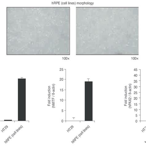 A Arpe Cells A Human Retinal Pigment Epithelial Cell Line That