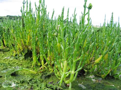 ¿qué Es La Salicornia Eatandfit