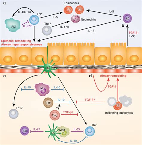 Regulatory Cytokine Function In The Respiratory Tract Mucosal Immunology