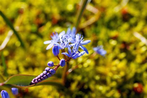 Zweibl Ttriger Blaustern Scilla Bild Kaufen Lookphotos