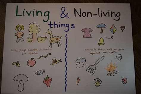 Living Non Living Things Chart