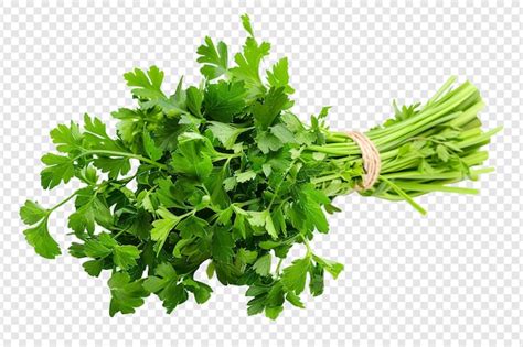 Premium Psd Bunch Of Parsley Isolated On Transparent Background