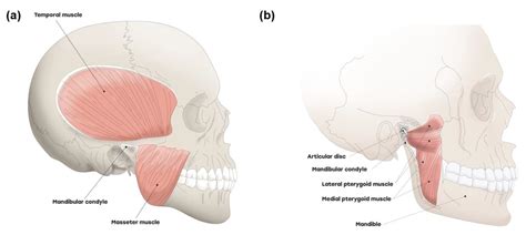 Medial Pterygoid Muscle Origin And Insertion