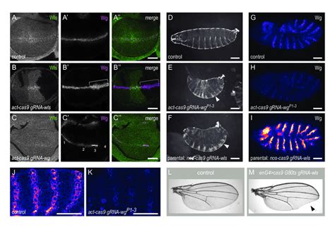 Revealing Mutant Phenotypes Through Efficient Biallelic Targeting With