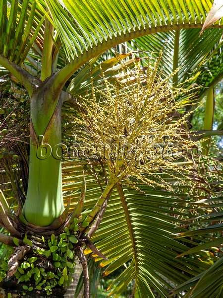 Images Hyophorbe Lagenicaulis Images De Plantes Et De Jardins