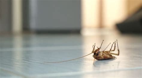 Pest Proofing Your Home Tips For San Antonio Residents Affordable