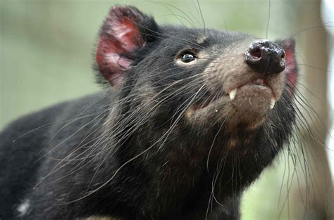 9 Enlightening Facts About Tasmanian Devils