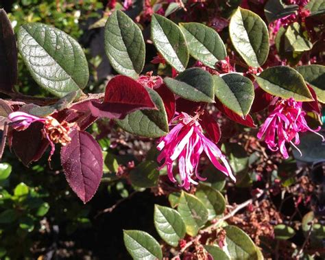 Loropetalum Chinense Pink Cultivars Gardensonline