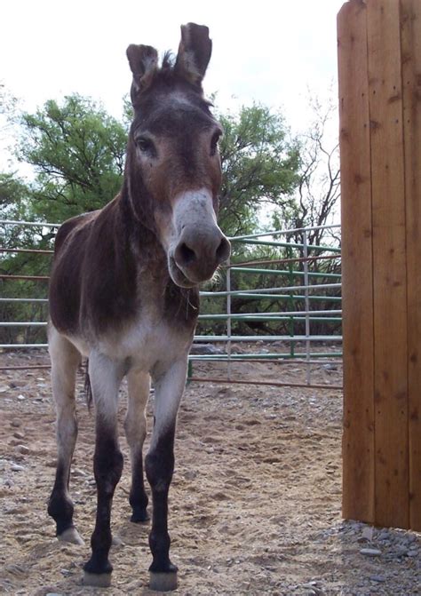 Gallery Forever Home Donkey Rescue