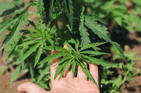Col Mbia Desponta Na Exporta O De Cannabis Na Am Rica Latina Cannalize