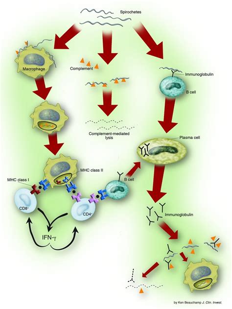 Lyme Disease Cell