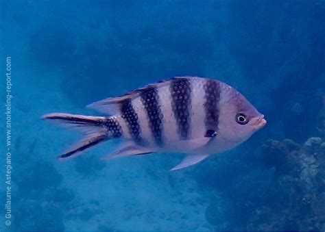 Abudefduf Sexfasciatus Scissortail Sergeant Snorkeling Report