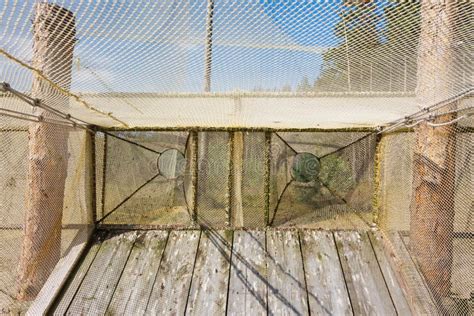 Fringilla Bird Catching And Ringing Ornithological Station Stock