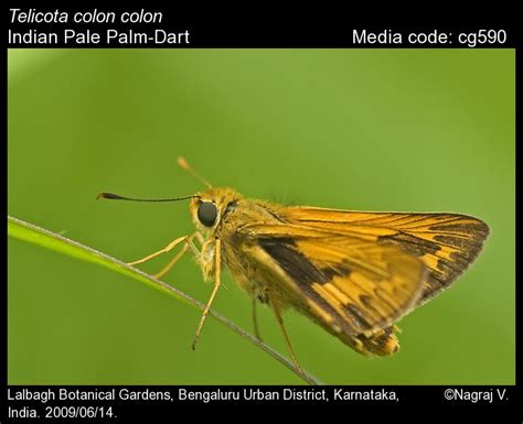 Telicota Colon Fabricius 1775 Pale Palm Dart Butterfly