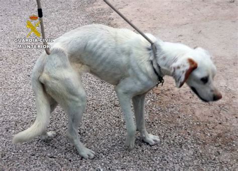 La Guardia Civil Investiga A Los Propietarios De Un Perro Por Maltrato