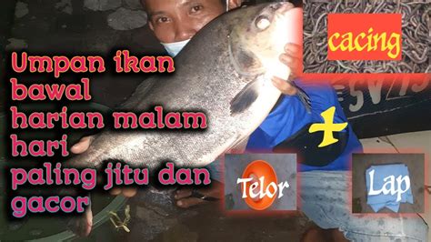 Racikan Umpan Bawal Harian Malam Hari Paling Jitu Ramaneirulfishing