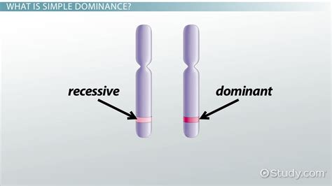 Simple Dominance: Definition & Concept - Video & Lesson Transcript ...
