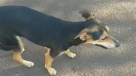 Cachorra Neguinha Desapareceu No Bairro Universit Rio Cgn O Maior