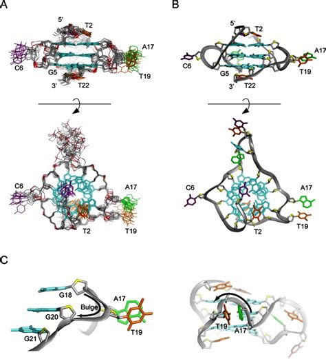 Structure And Possible Function Of A G Quadruplex In The Long Terminal