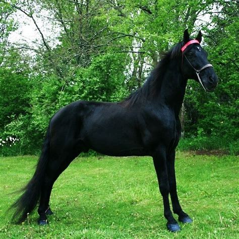 Breed/Discipline | Demonstration of the Tennessee Walking Horse ...