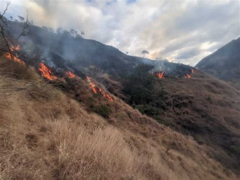 Incendio forestal consumió 10 hectáreas de plantación de pinos Diario