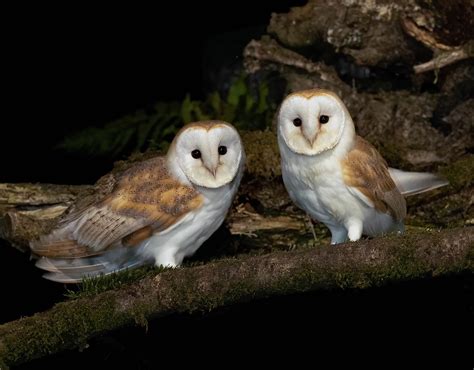 Barn Owls Mr And Mrs I Presume John Purvis Flickr