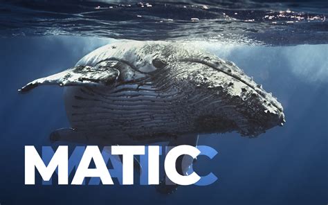 Polygon Whales Hoard M Matic Tokens Despite Sluggish Macro Outlook