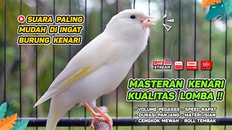 Masteran Kenari Paud Pancingan Kenari Macet Bunyi Terapi Ampuh