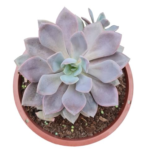 Suculenta Graptoveria Debbie Cuia 21 Verde Amor Jardinagem