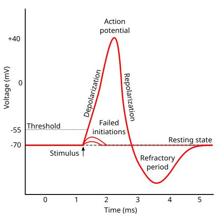 Biomedical Engineering Theory And Practice Bioelectric Phenomena