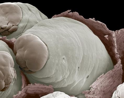 Paper Wasp Larvae Sem By Steve Gschmeissner Wasp Larvae Macro Photos