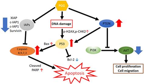 Cells Free Full Text Apoptotic And DNA Damage Effect Of 1 2 3 4 6