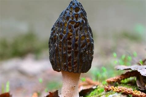 Morel Mushroom Hunting Season in Ohio | Gone Outdoors | Your Adventure Awaits