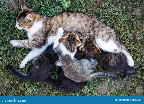 Mother Cat Feeding Her Kitten Children Outdoors Stock Photo - Image of ...